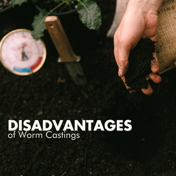 5 Disadvantages of Worm Castings