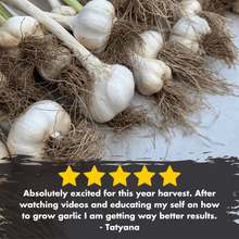 Load image into Gallery viewer, Garlic HONKER Masterclass