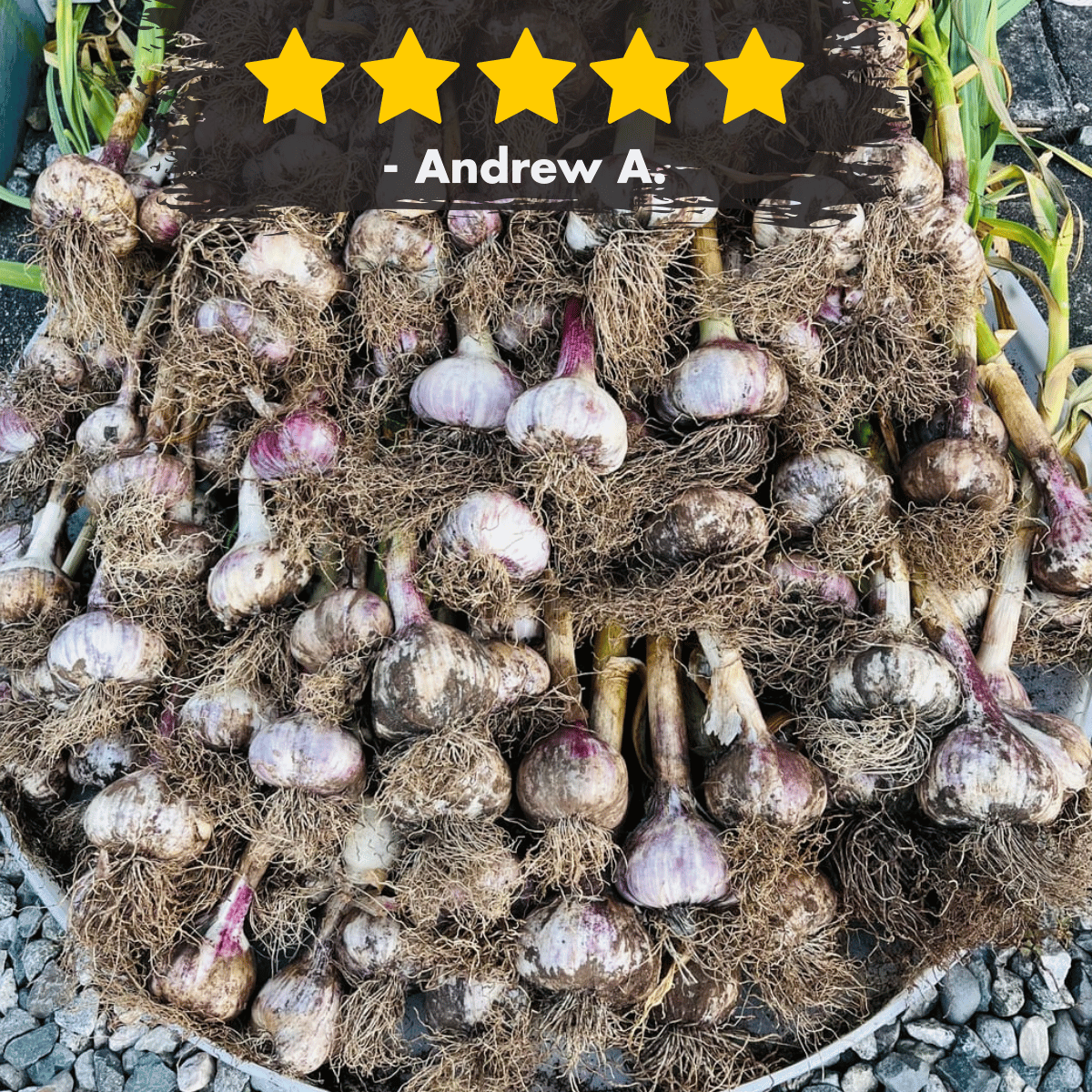 Garlic HONKER Masterclass