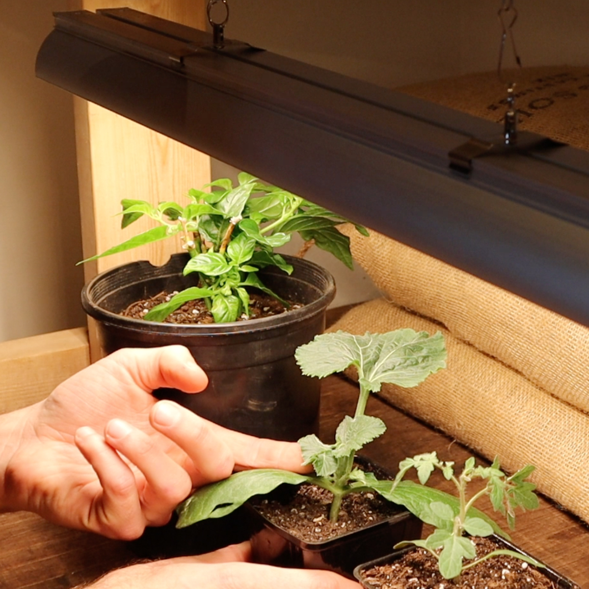 plant seedling grow light Grow Light – Mind & Soil