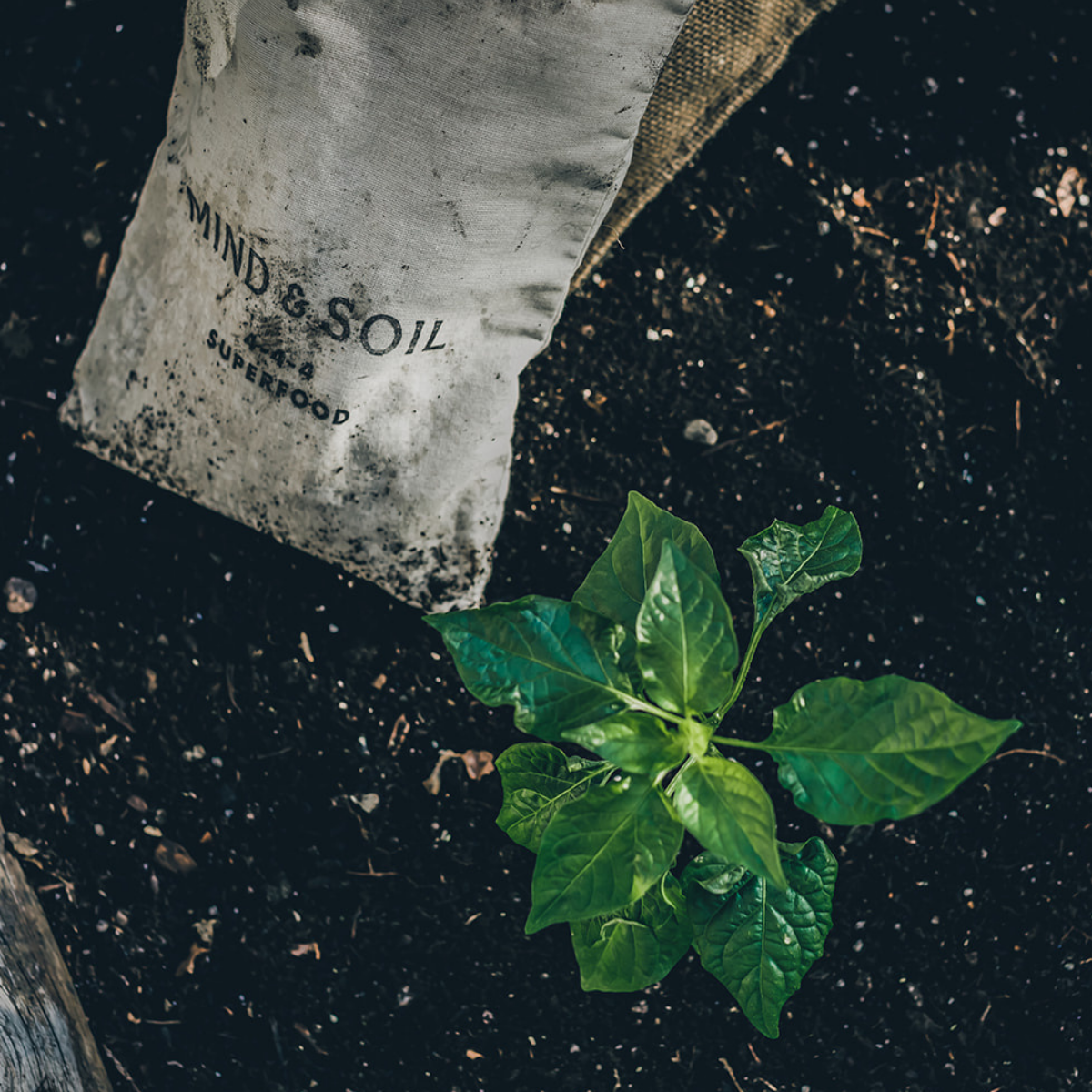 Mind & Soil Gift Card