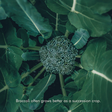 Load image into Gallery viewer, Succession Planting Kit