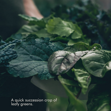 Load image into Gallery viewer, Succession Planting Kit