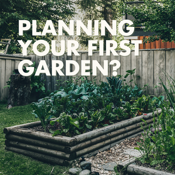 Planning Your First Garden? Do These 6 Things to Fall In LOVE With Gardening