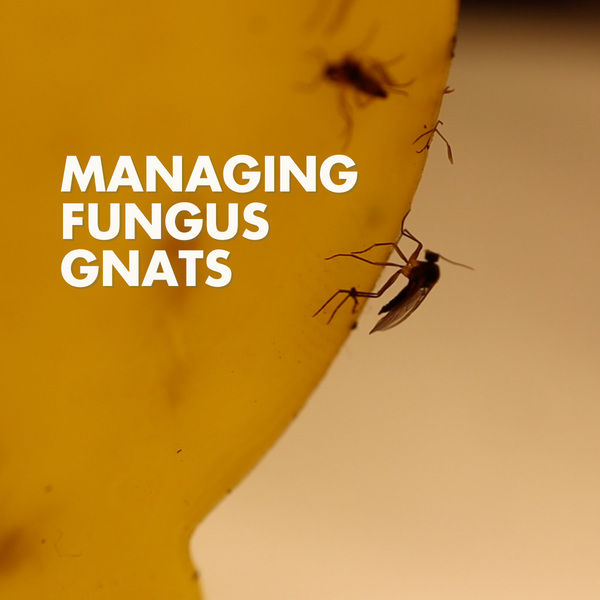 5 Steps to Get Rid of Fungus Gnats
