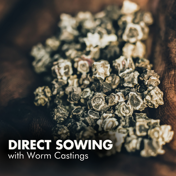 How to Direct Sow with Worm Castings