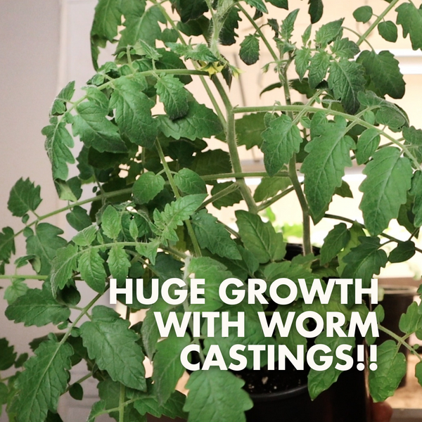 HUGE Growth by Potting up Seedlings with Worm Castings