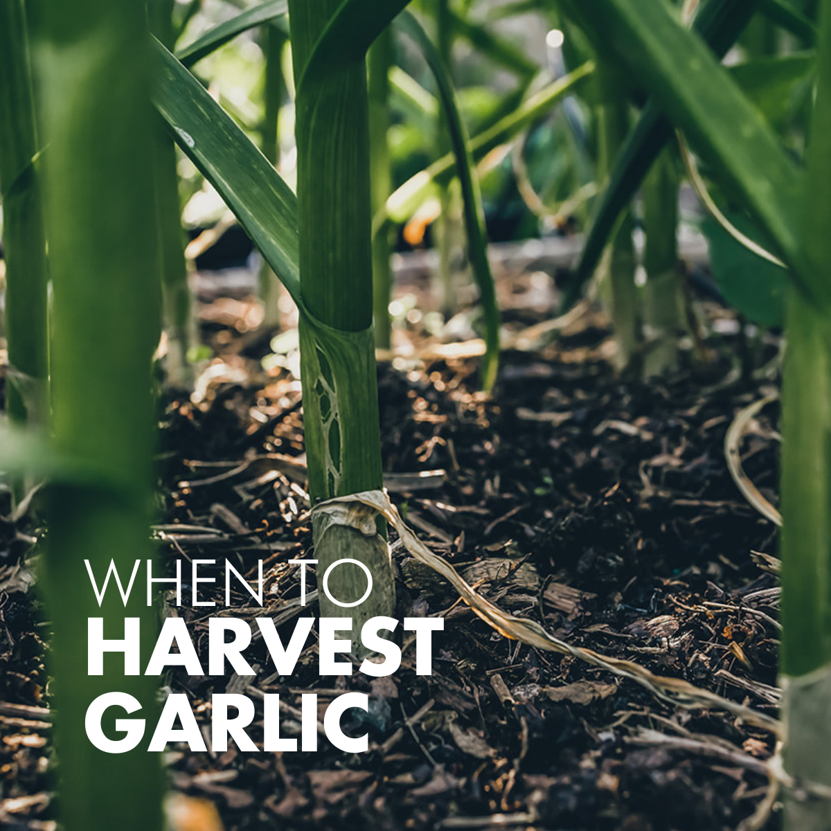 Harvest Garlic Plants