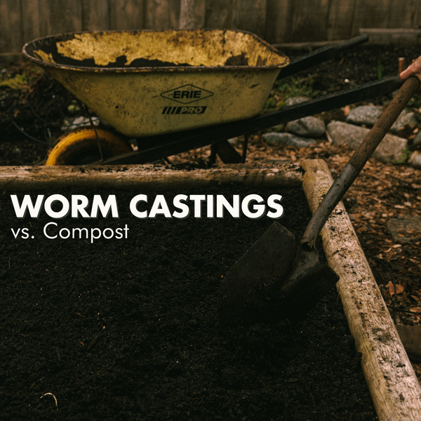 Worm Castings vs Compost - Which is better?