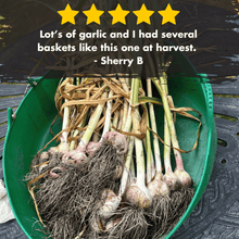 Load image into Gallery viewer, Garlic HONKER Masterclass
