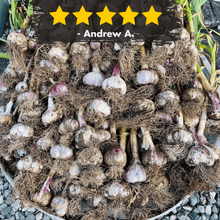 Load image into Gallery viewer, Garlic HONKER Masterclass
