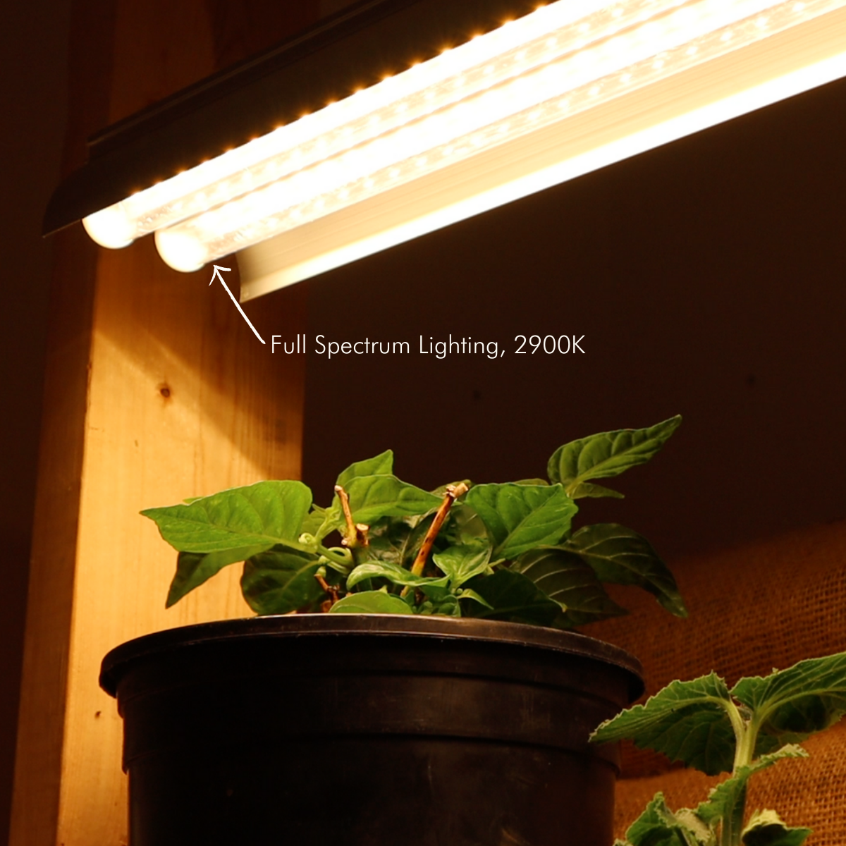 soligt led plant grow light Grow Light – Mind & Soil